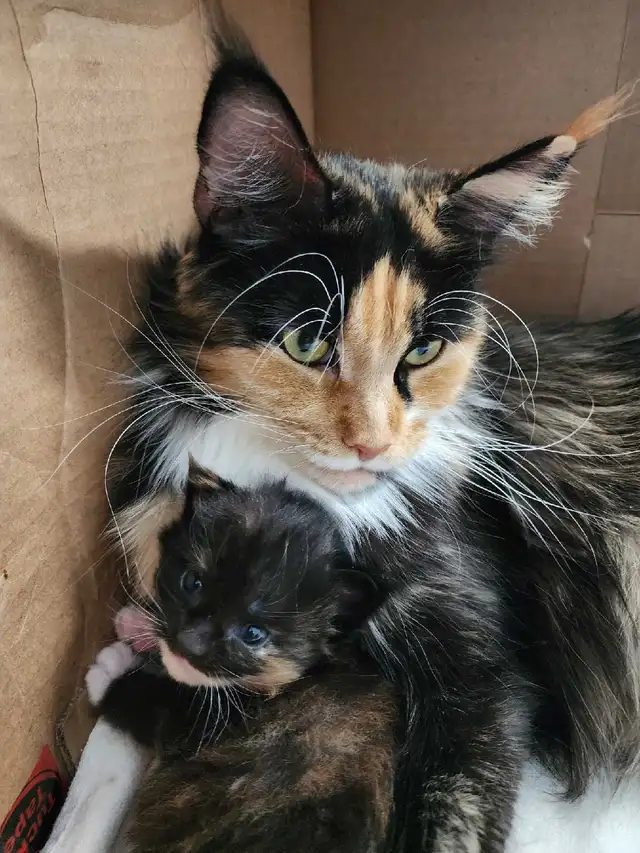 Purebred, TICA Registered, Maine Coon Kitten For Sale! - Photo 5