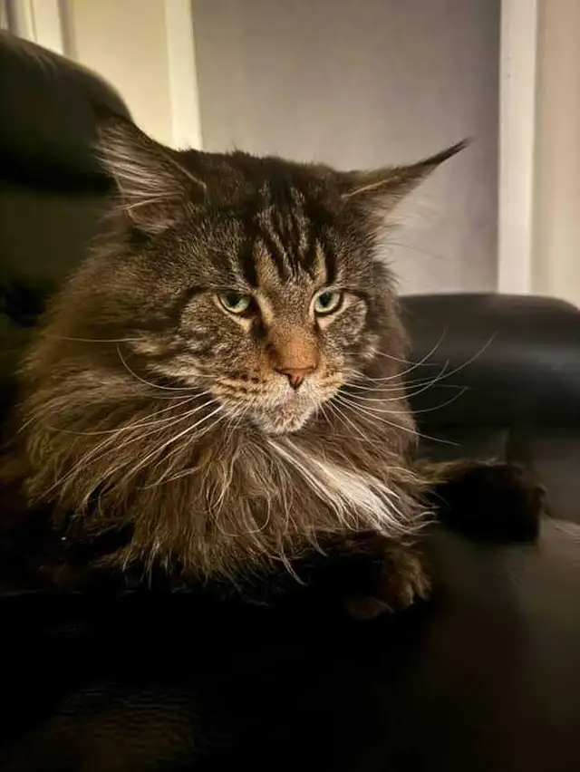 Purebred, TICA Registered, Maine Coon Kitten For Sale! - Photo 6