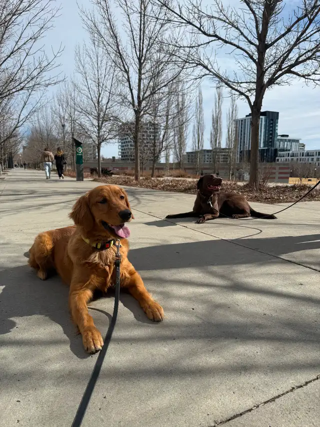 Dog Trainer Apprentice (Hands-On Role)