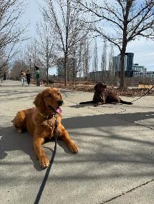 Dog Trainer Apprentice (Hands-On Role)