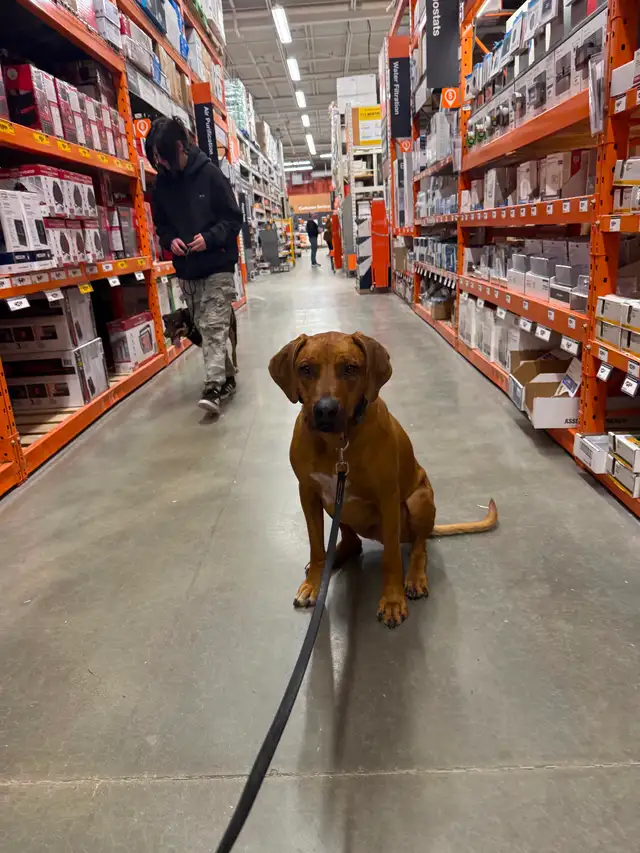 Dog Trainer Apprentice (Hands-On Role) - Photo 2