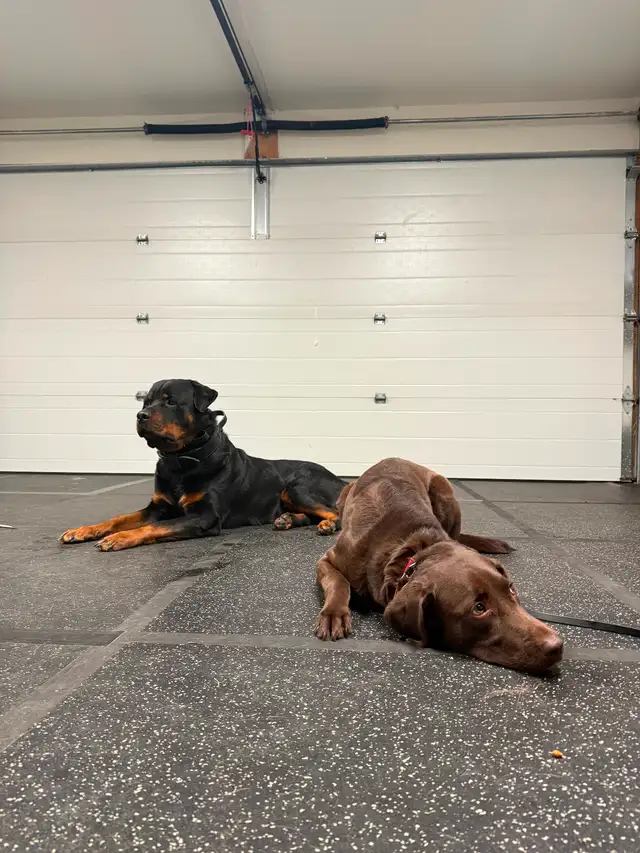 Dog Trainer Apprentice (Hands-On Role) - Photo 3