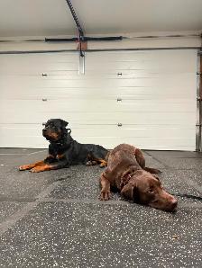Dog Trainer Apprentice (Hands-On Role) - Photo 3