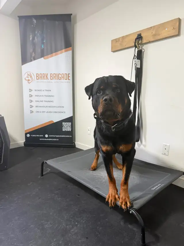 Dog Trainer Apprentice (Hands-On Role) - Photo 4