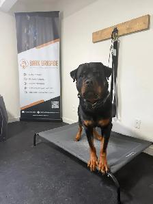 Dog Trainer Apprentice (Hands-On Role) - Photo 4