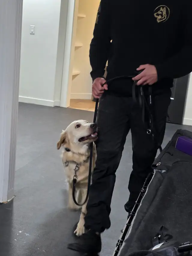 Dog Trainer Apprentice (Hands-On Role) - Photo 5
