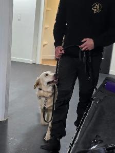 Dog Trainer Apprentice (Hands-On Role) - Photo 5