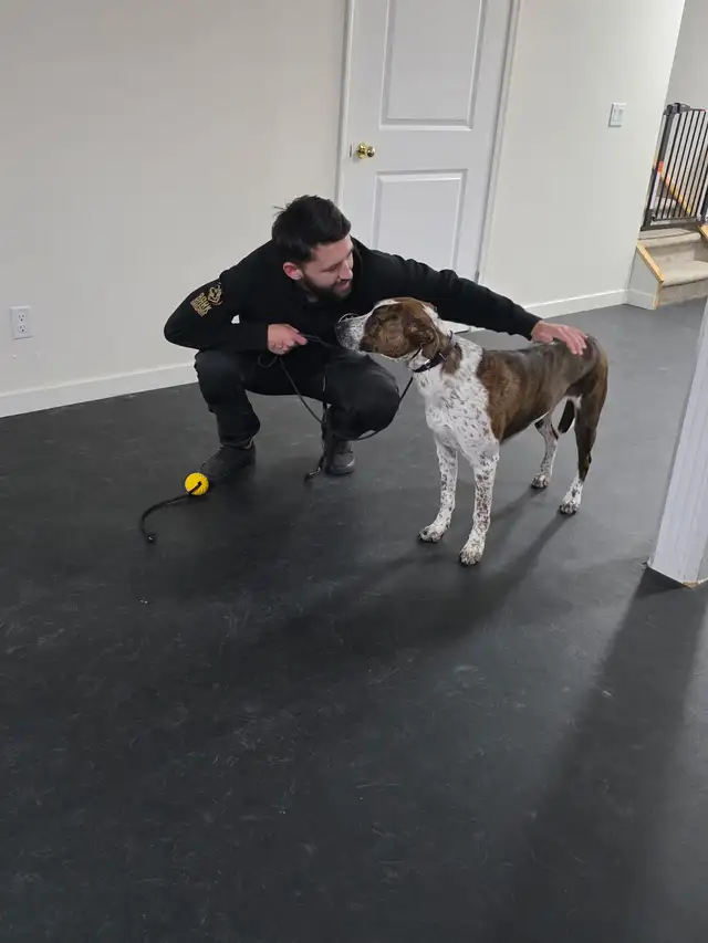 Dog Trainer Apprentice (Hands-On Role) - Photo 6