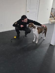 Dog Trainer Apprentice (Hands-On Role) - Photo 6