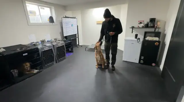 Dog Trainer Apprentice (Hands-On Role) - Photo 8