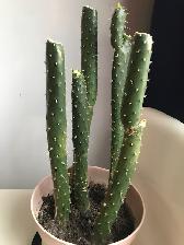 Five prickly pear cactus plants for sale