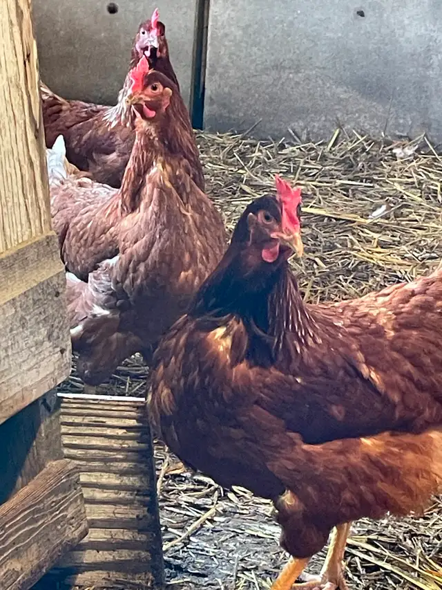 Brown layers for sale