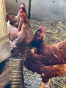 Brown layers for sale