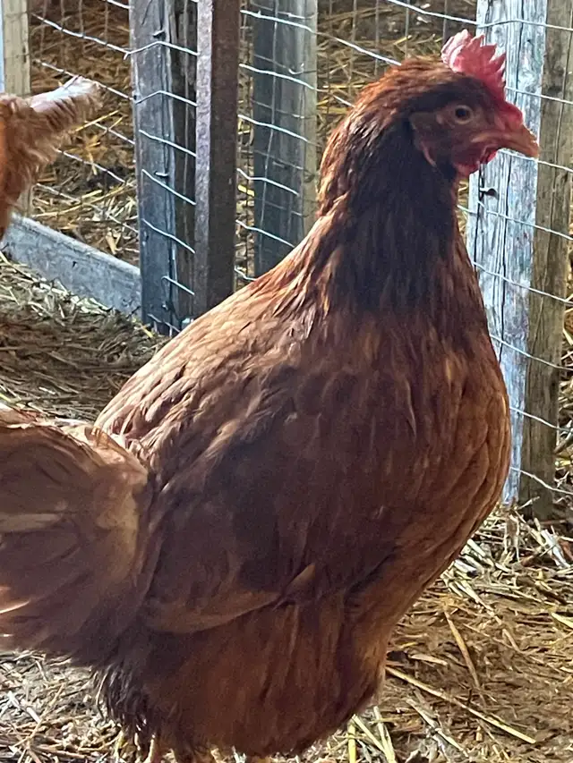 Brown layers for sale - Photo 2