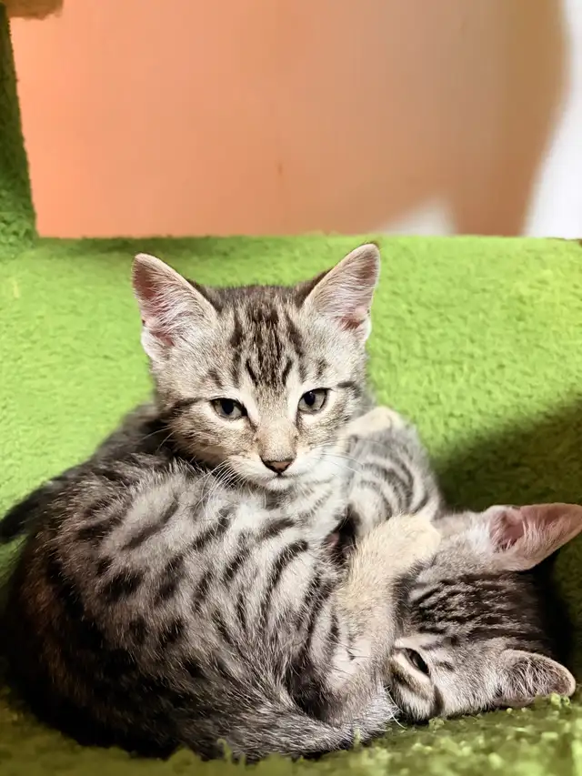 Chatons Bengal - Photo 2