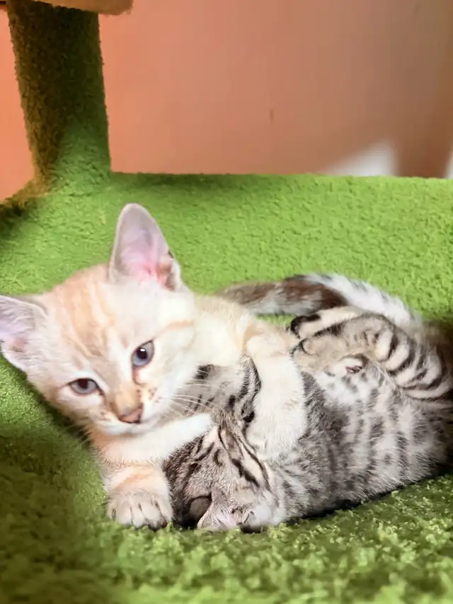 Chatons Bengal - Photo 3