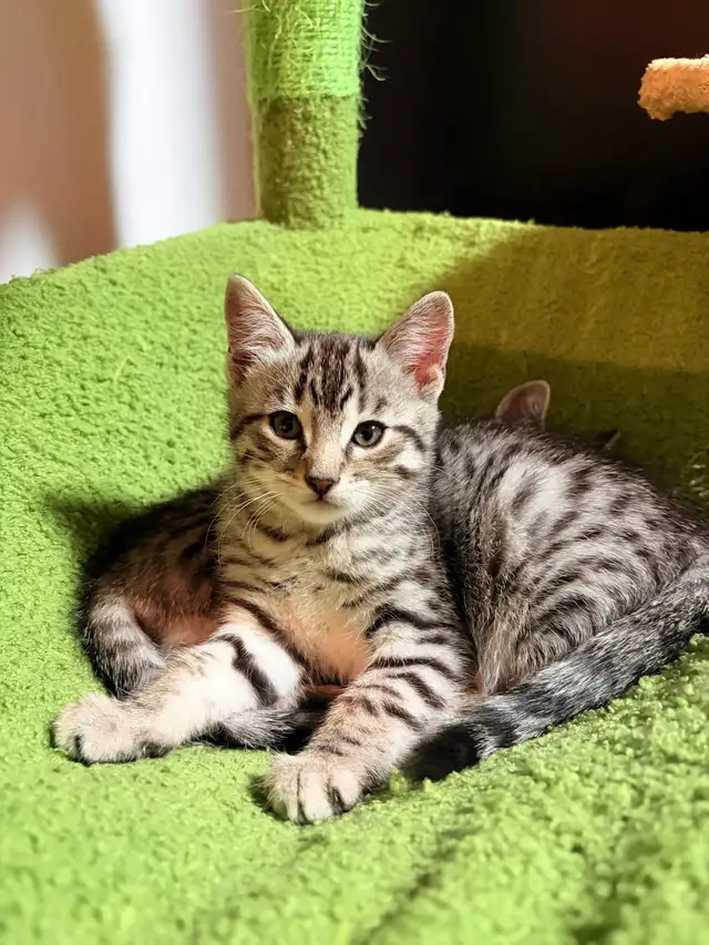 Chatons Bengal - Photo 4