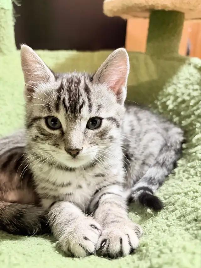 Chatons Bengal - Photo 5