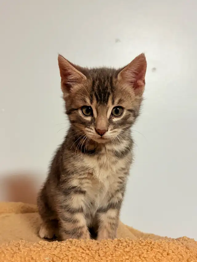 Chatons Bengal - Photo 6