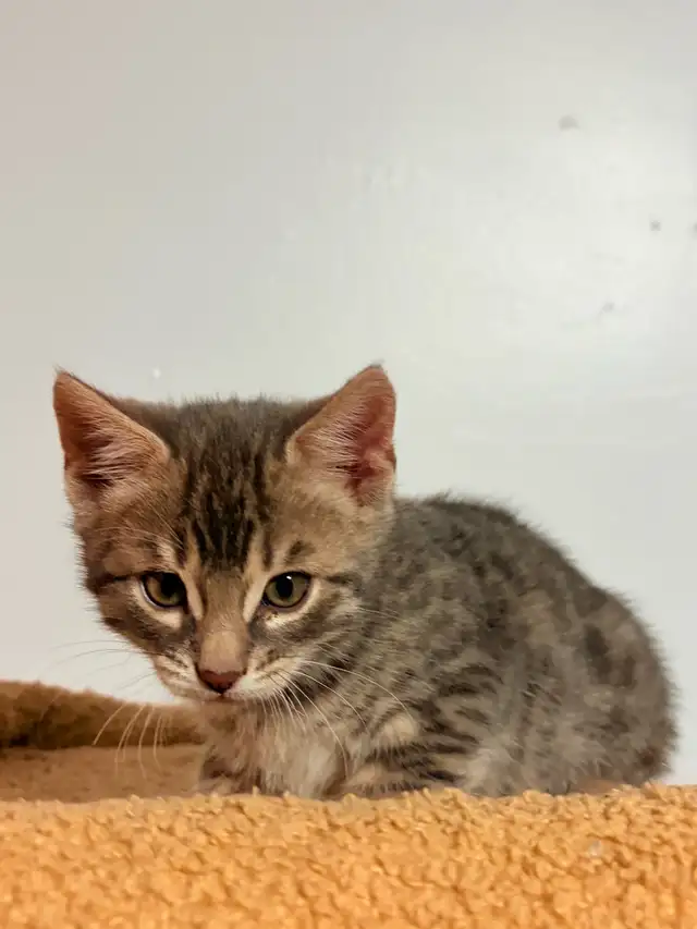 Chatons Bengal - Photo 7