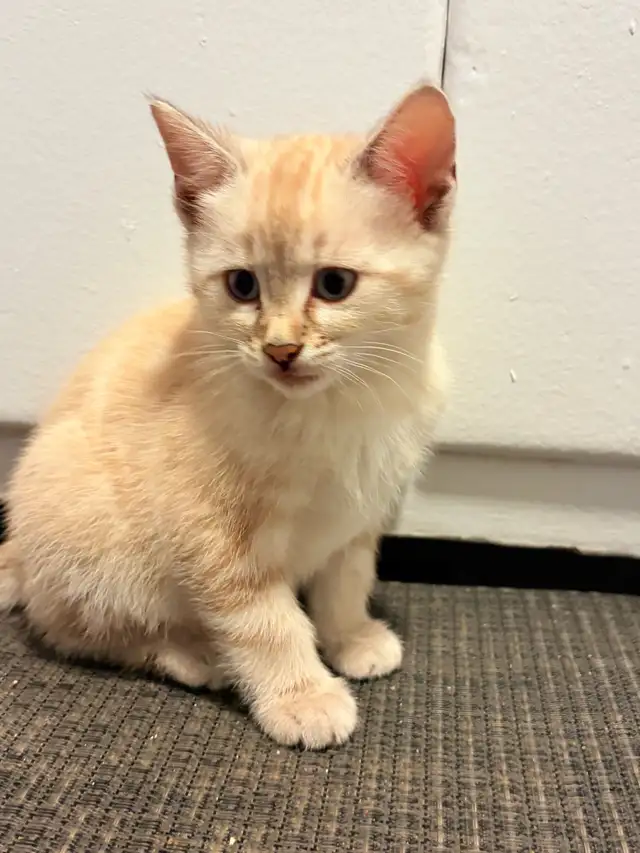 Chatons Bengal - Photo 8