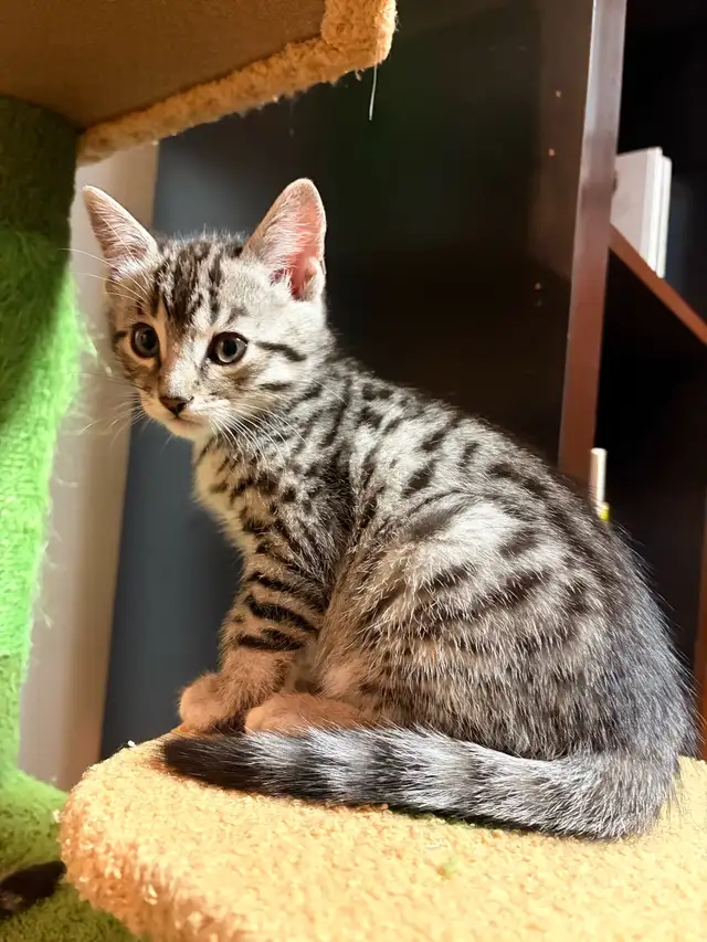 Chatons Bengal - Photo 9