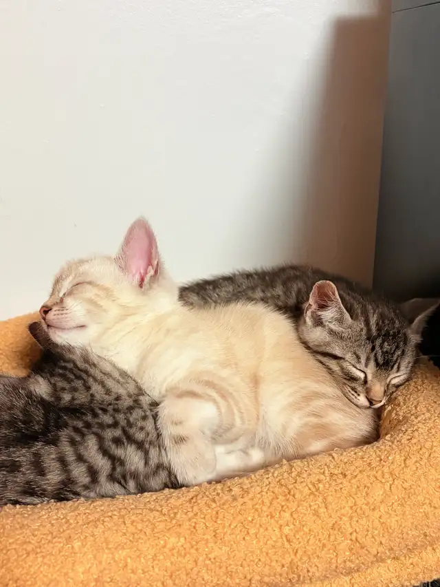 Chatons Bengal - Photo 10