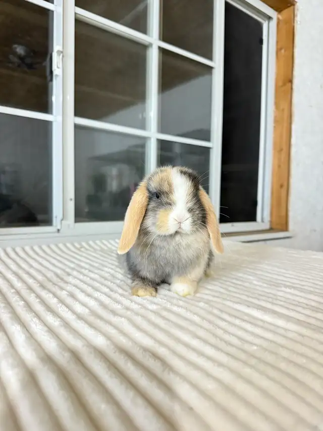 Sweet Holland Lop baby bunnies - Photo 3