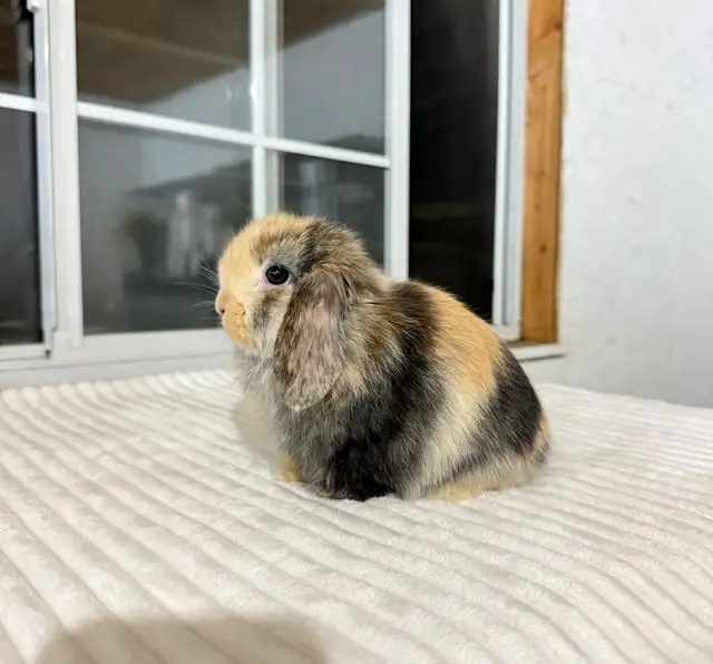Sweet Holland Lop baby bunnies - Photo 8