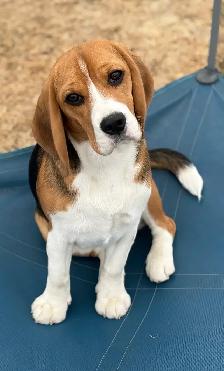 Registered Exceptional Female Beagle