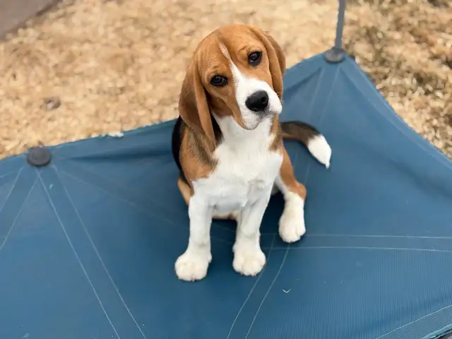 Registered Exceptional Female Beagle - Photo 2