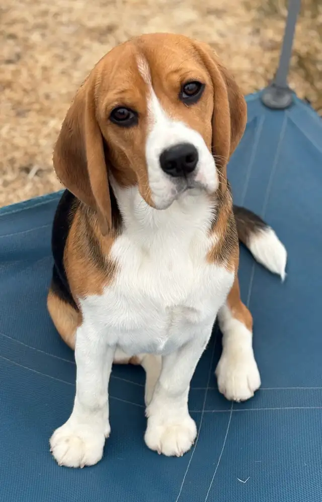 Registered Exceptional Female Beagle - Photo 3