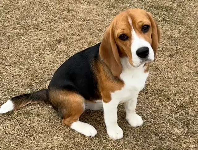 Registered Exceptional Female Beagle - Photo 4