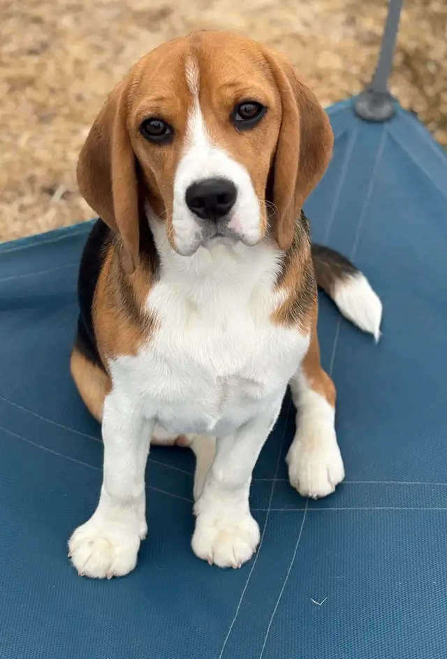 Registered Exceptional Female Beagle - Photo 5
