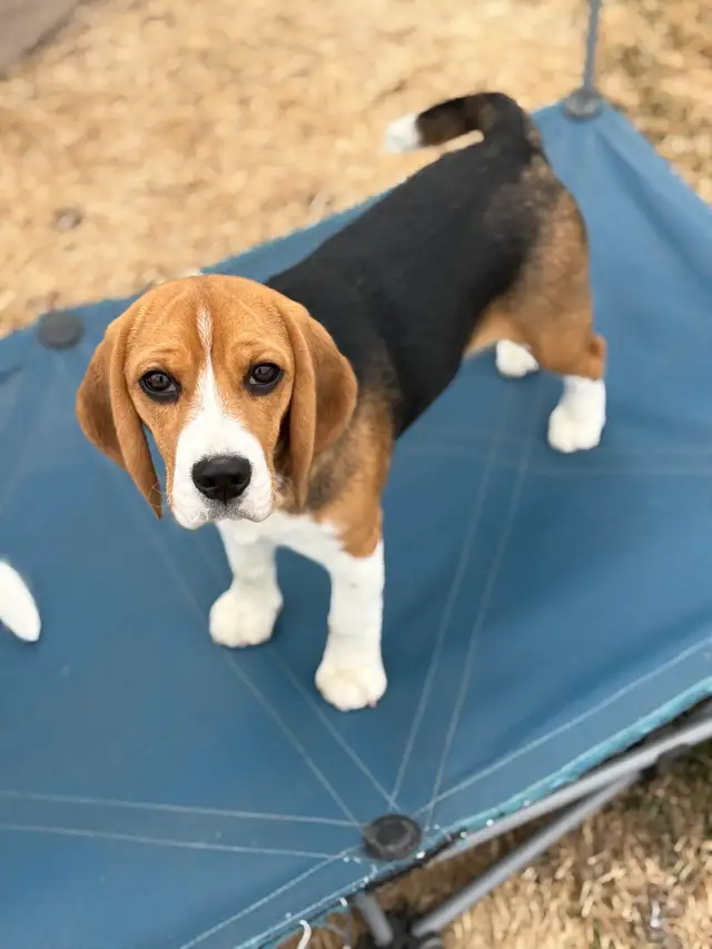 Registered Exceptional Female Beagle - Photo 6