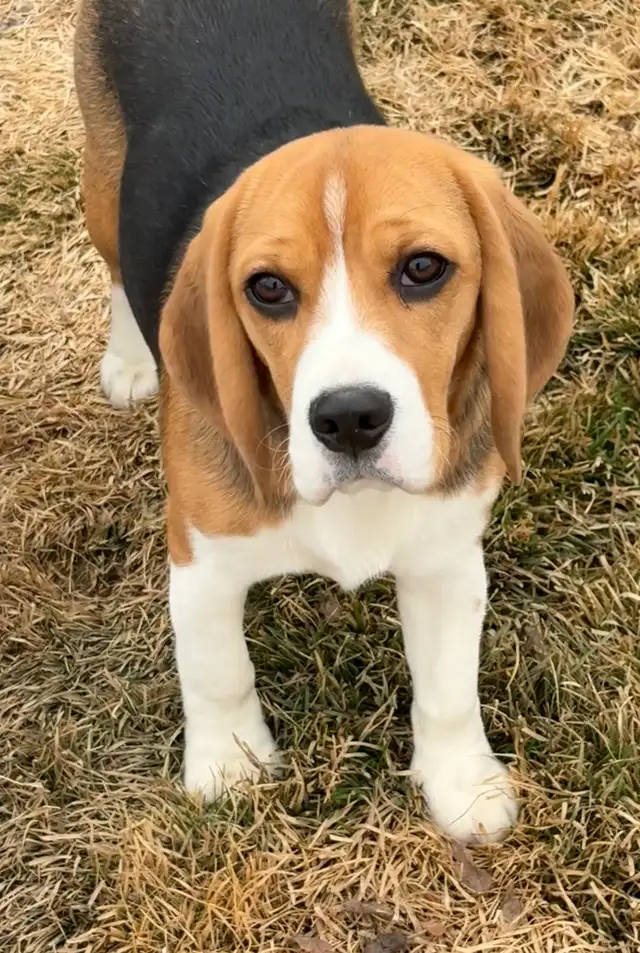 Registered Exceptional Female Beagle - Photo 7