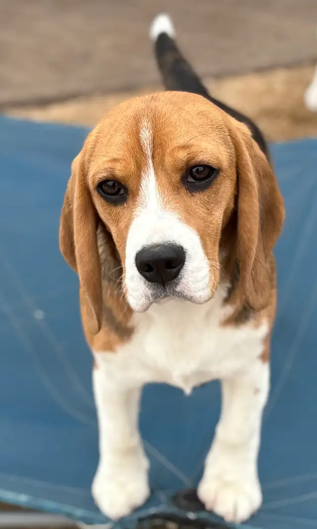 Registered Exceptional Female Beagle - Photo 8