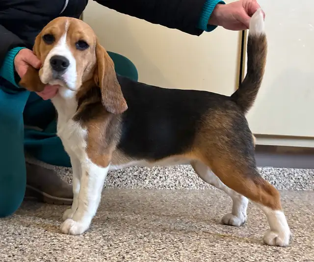 Registered Exceptional Female Beagle - Photo 9
