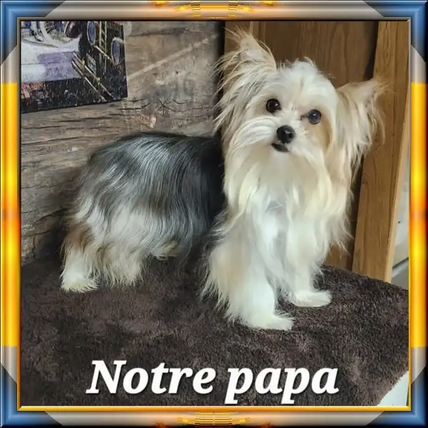 YORKSHIRE  VIDEO - Photo 2