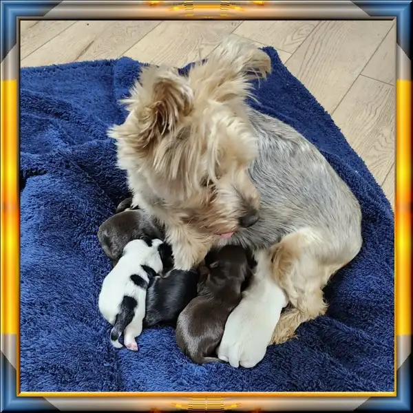 YORKSHIRE  VIDEO - Photo 3