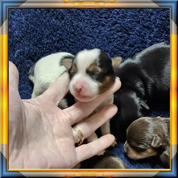 YORKSHIRE  VIDEO - Photo 4