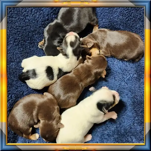 YORKSHIRE  VIDEO - Photo 5