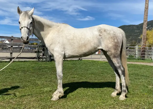 2019 Grade Mare