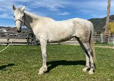 2019 Grade Mare