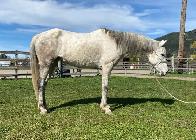 2019 Grade Mare - Photo 2
