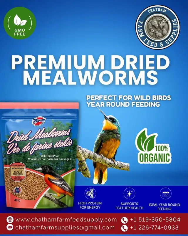 premium dried mealworms