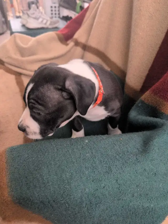 Pitbull/Kinkorso dog