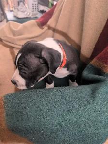 Pitbull/Kinkorso dog