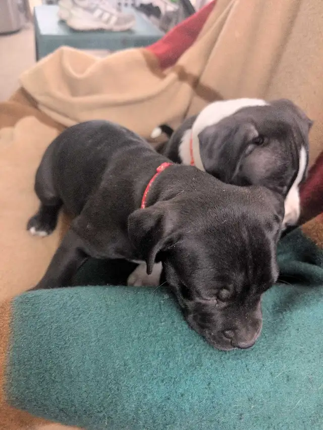 Pitbull/Kinkorso dog - Photo 2