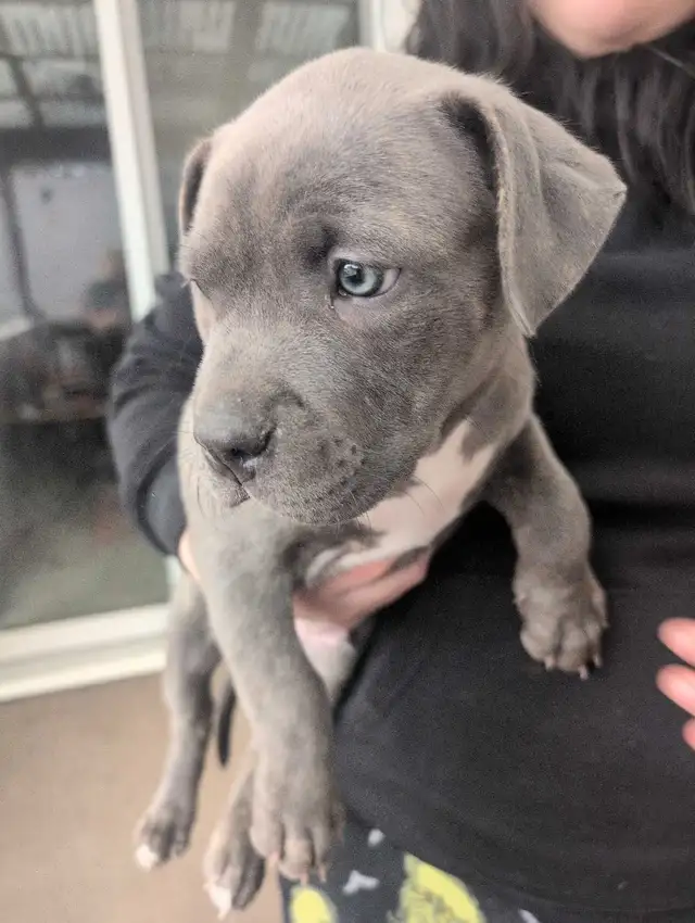 Pitbull/Kinkorso dog - Photo 3